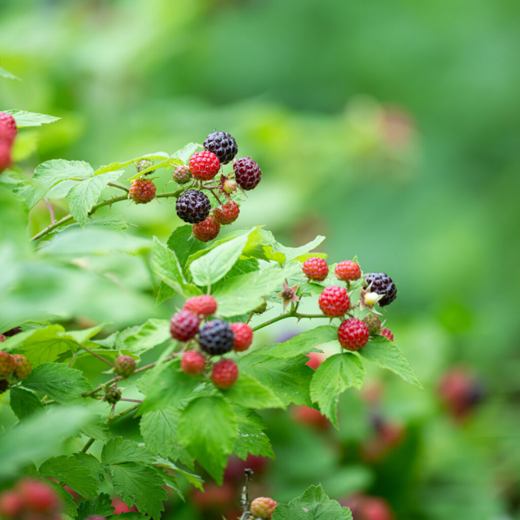 Berry Plants Thumbnail