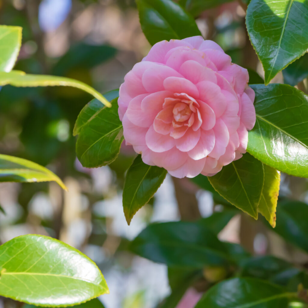 Camellias Thumbnail