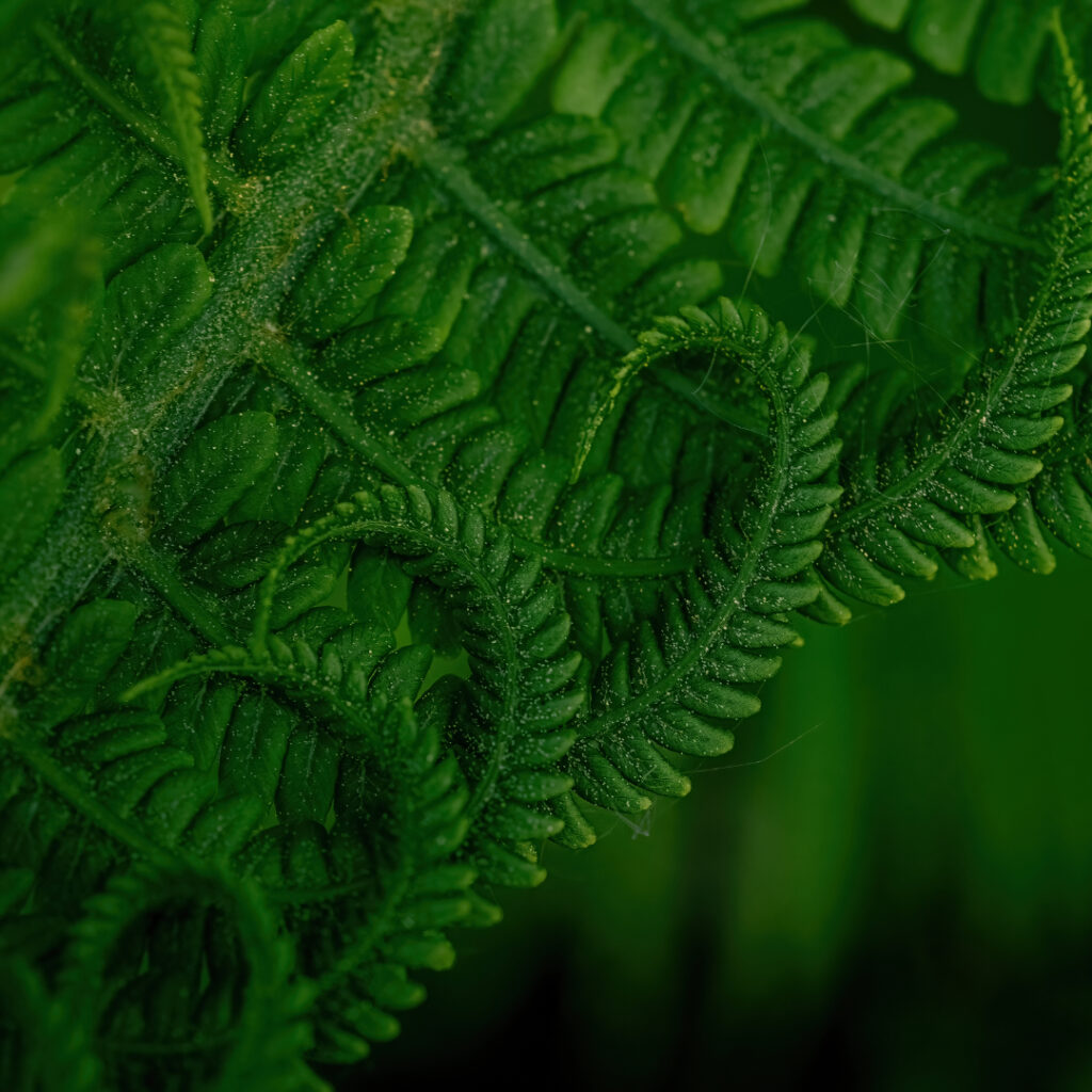 Ferns Thumbnail