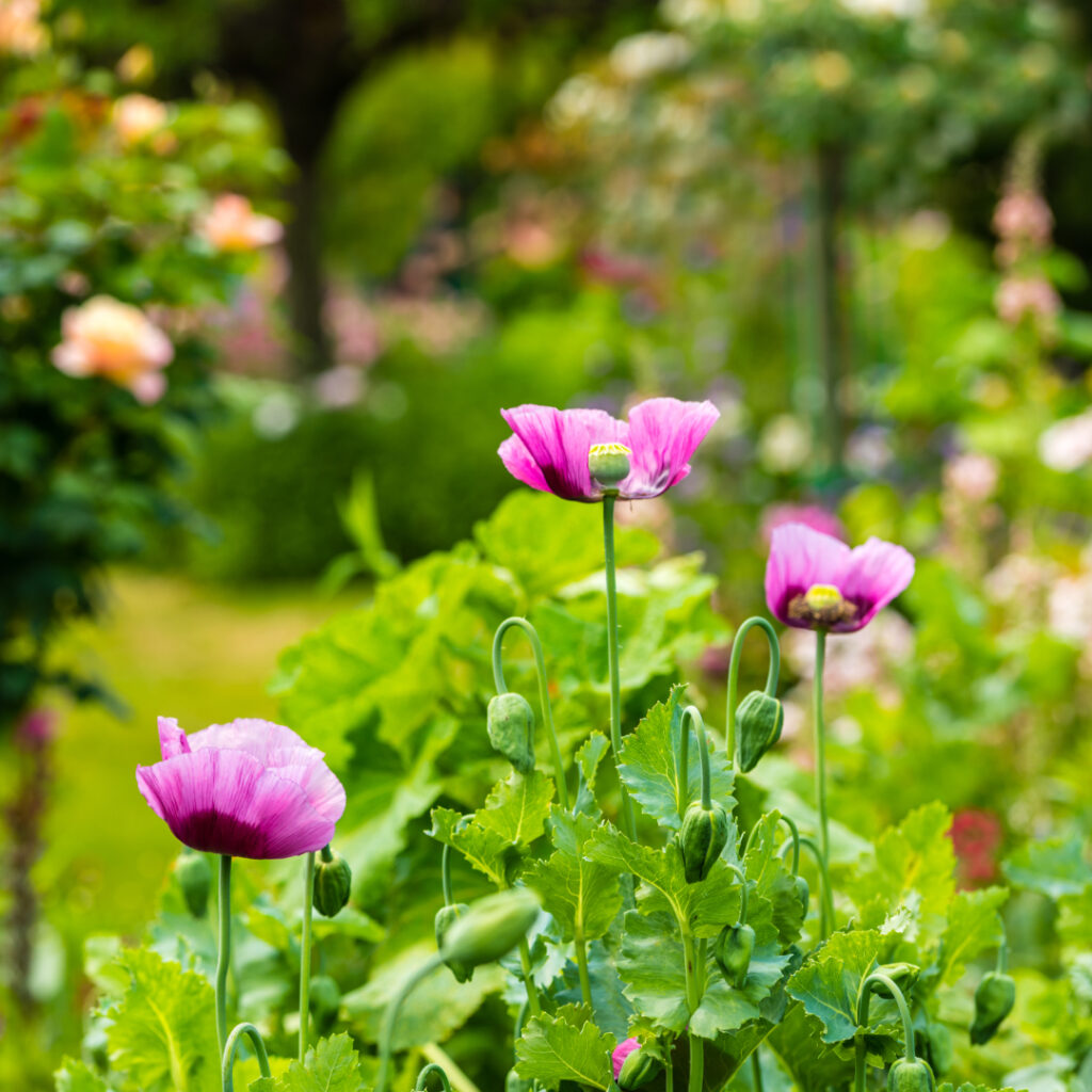 Fertilizer Fungicides Insecticides Thumbnail