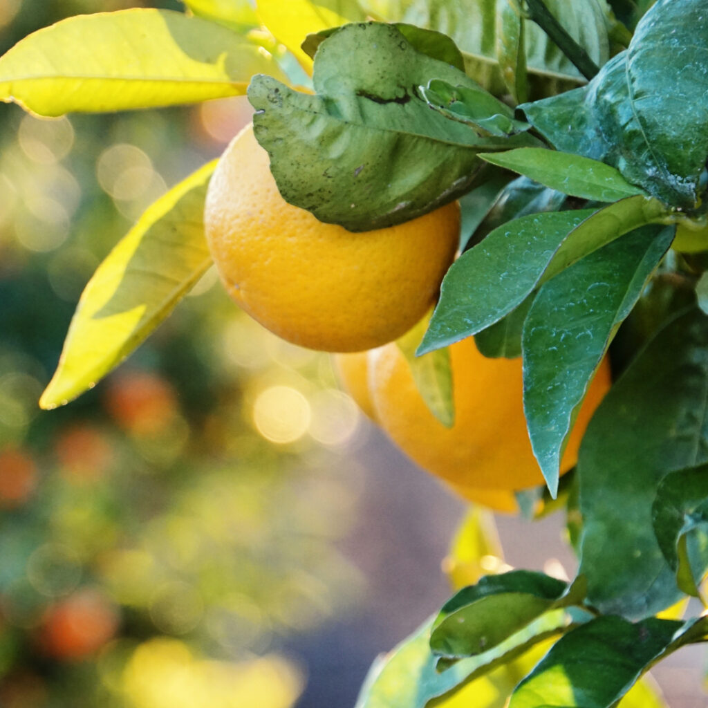 Fruit Tree Products Thumbnail