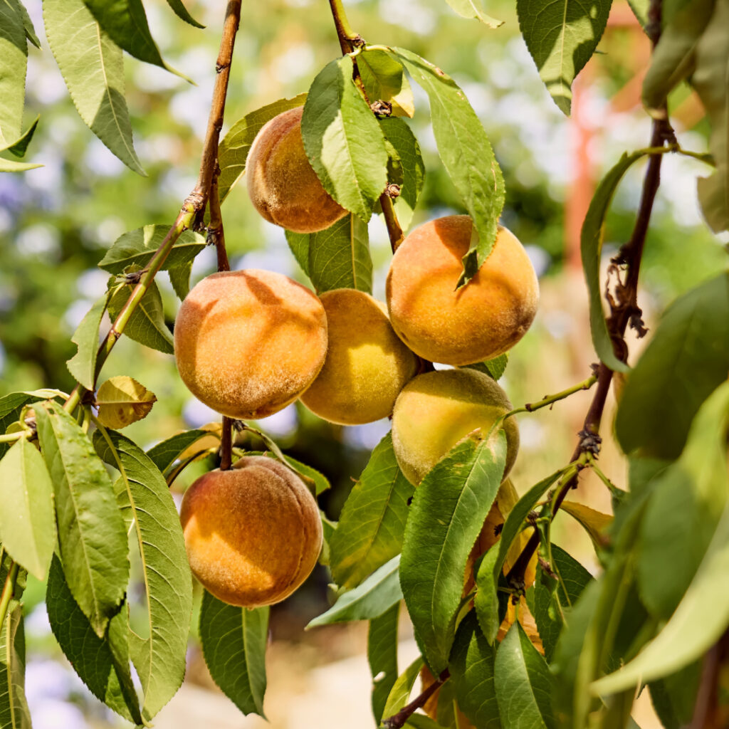 Fruit Trees Thumbnail