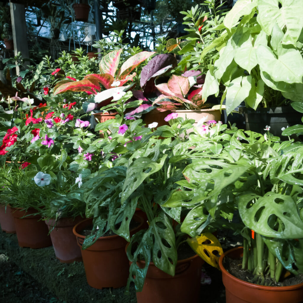 Houseplants Thumbnail