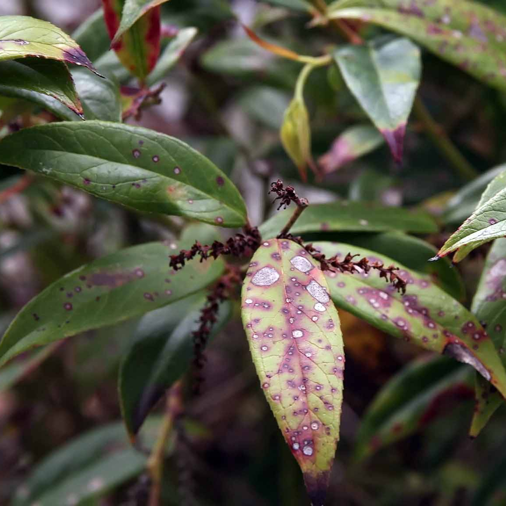 Leucothoe Dwarf Fetterbush
