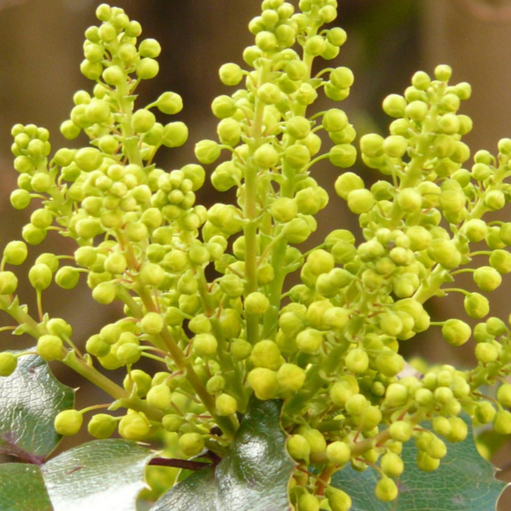 Mahonia Narihira