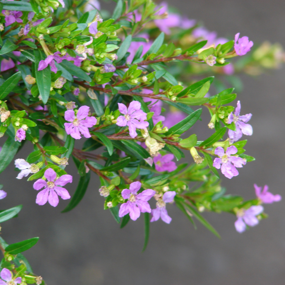 Mexican Heather