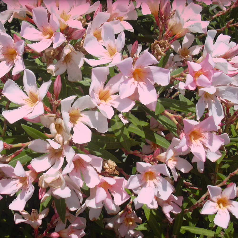 Oleander Dwarf Pink