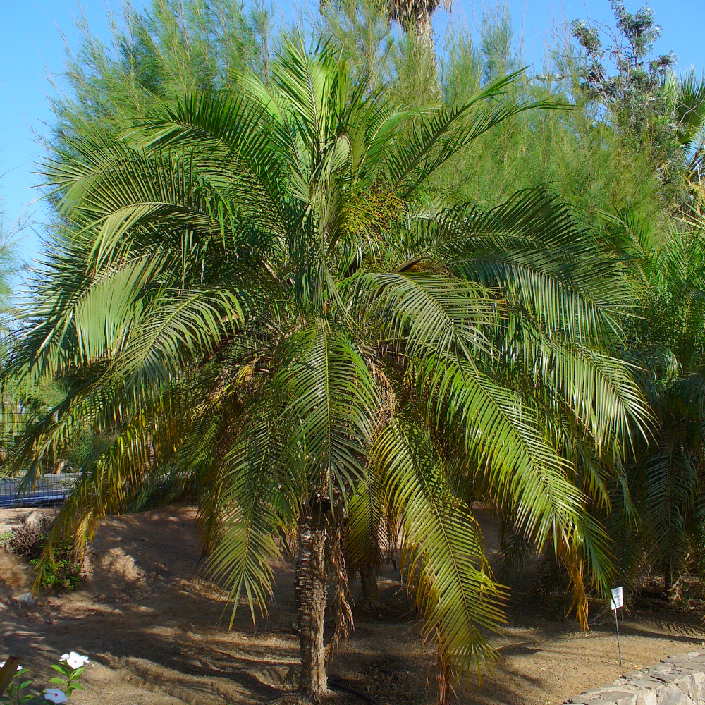 Palm Robellini