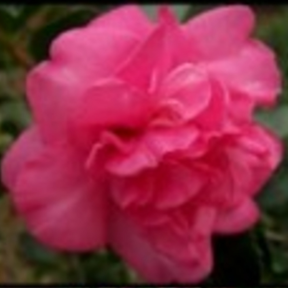 Sasanqua Sparkling Burgundy™