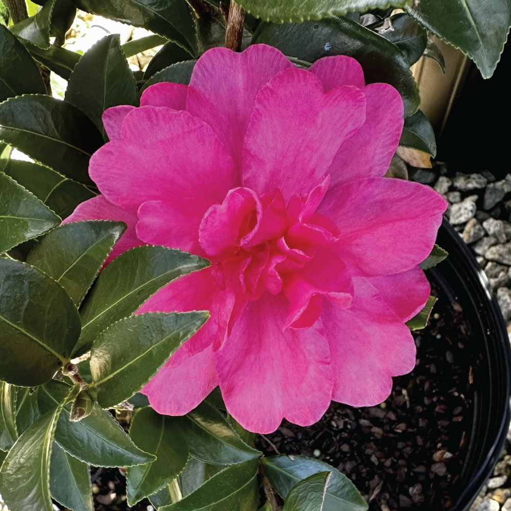 Sasanqua William Lanier Hunt