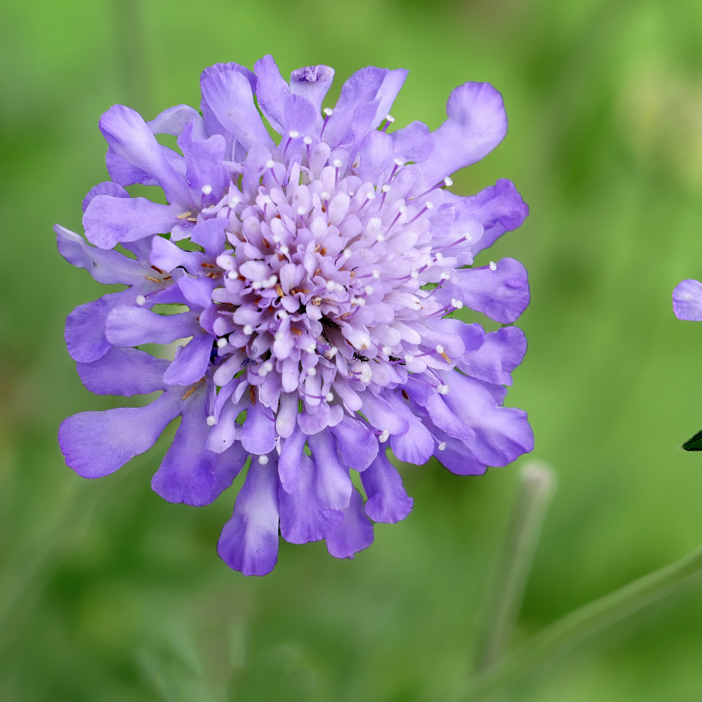 Scabiosa