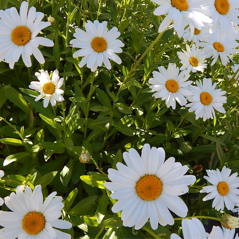 Shasta Daisy