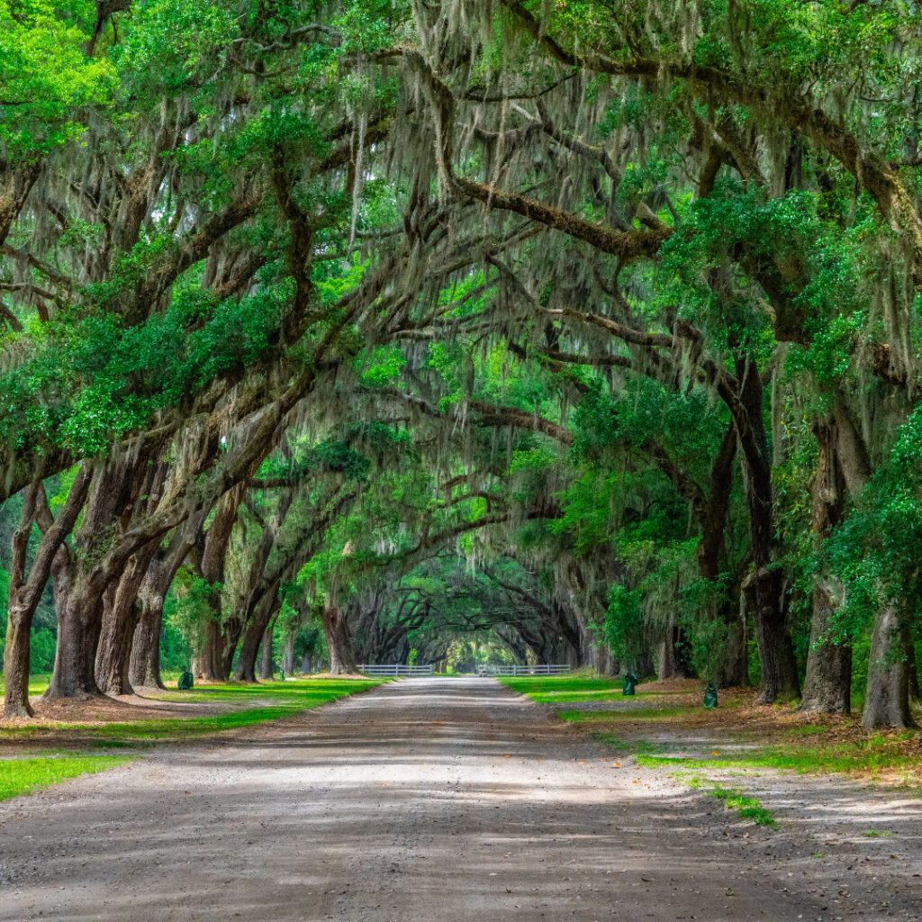 South Carolina Thumbnail