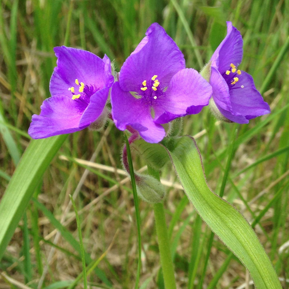 Spiderwort