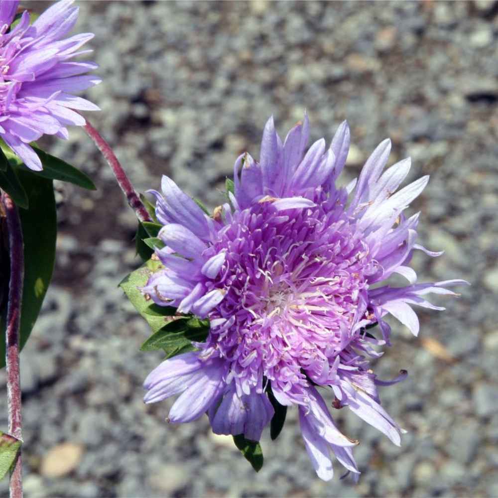 Stokesia
