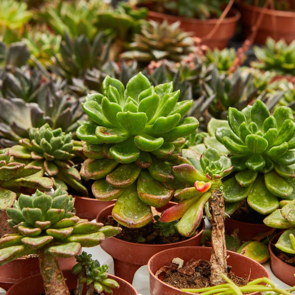 Succulents Thumbnail