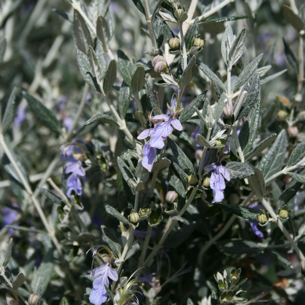 Teucrium
