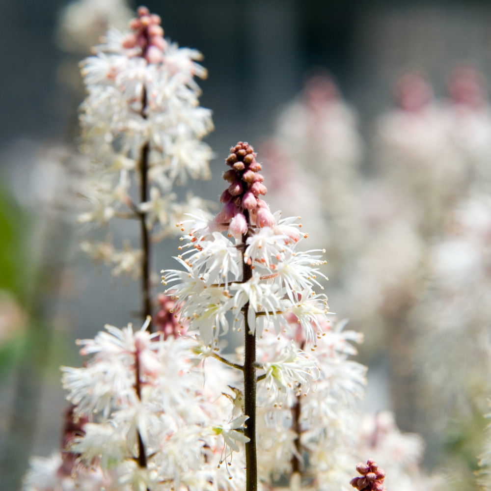 Tiarella