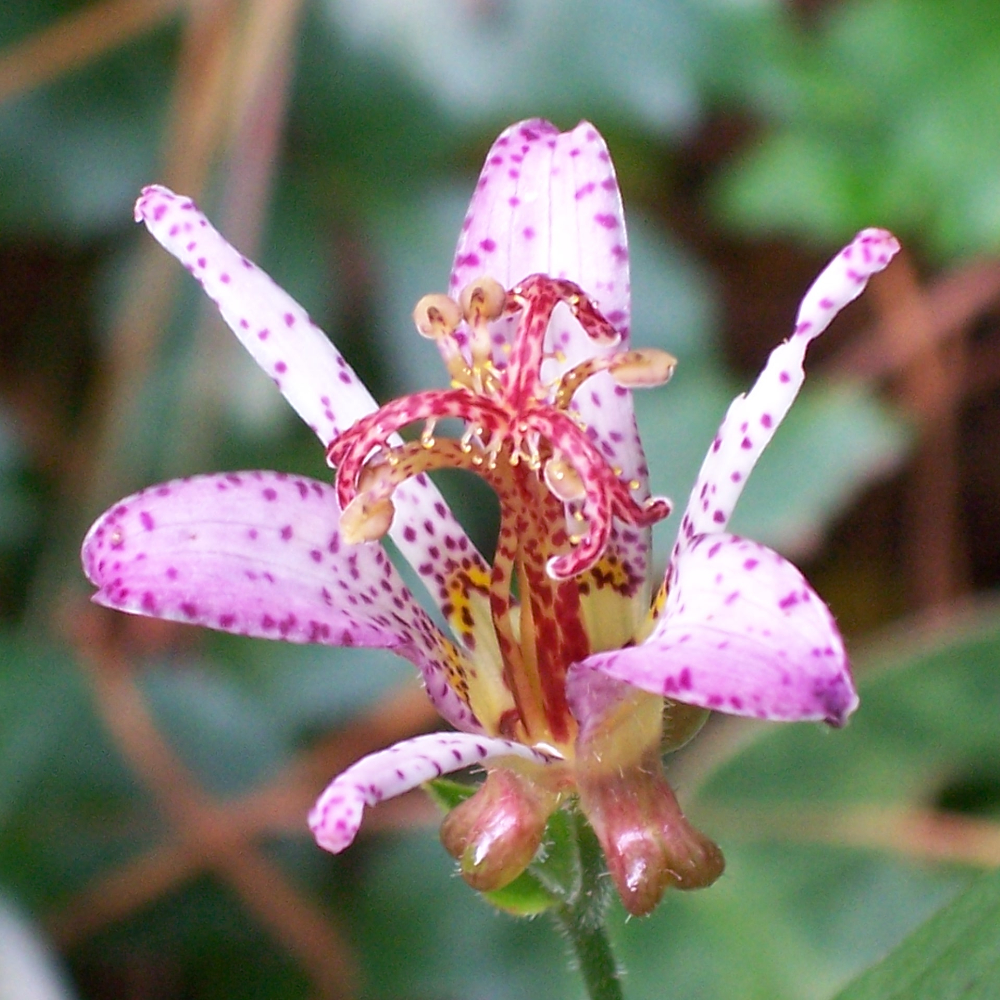 Toad Lily