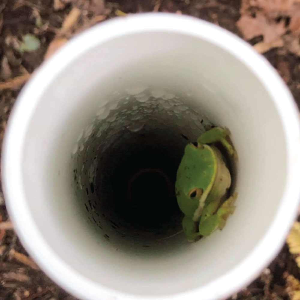 Toughie Tube for Frogs