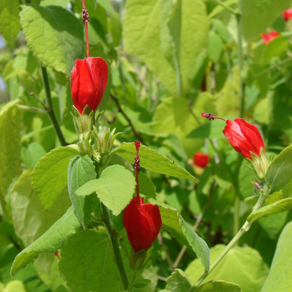 Turk’s Cap