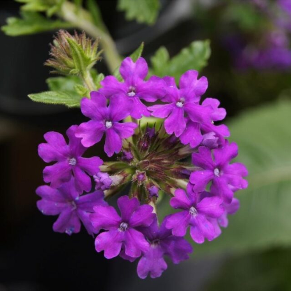 Verbena