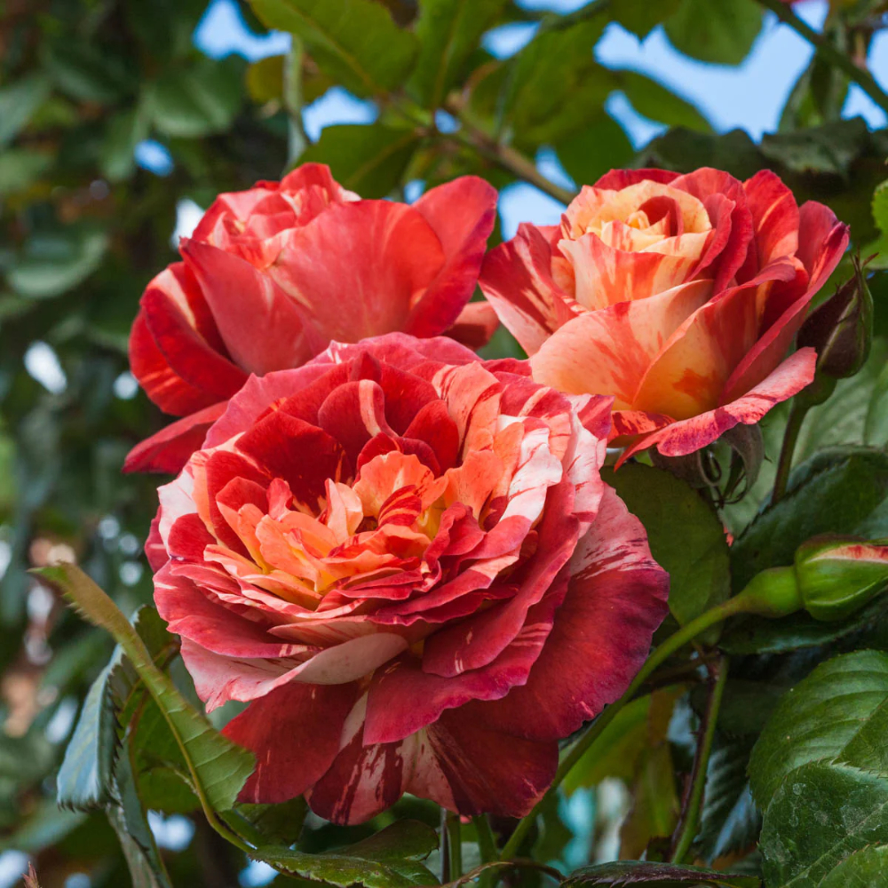 Weeks Climb Tropical Lightning