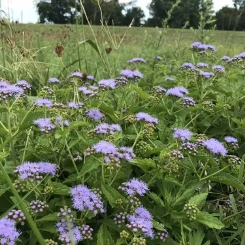 Wild Ageratum