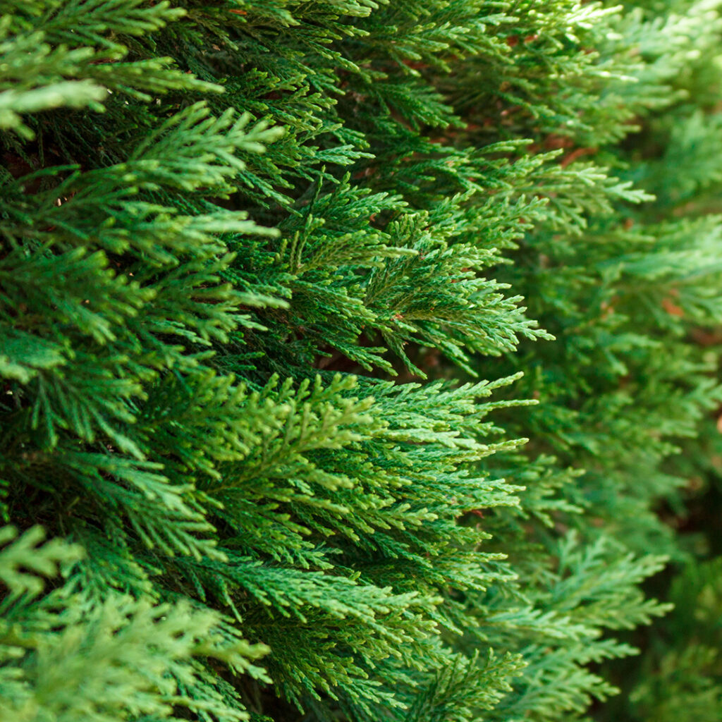 Wingards Collection Evergreen Thumbnail