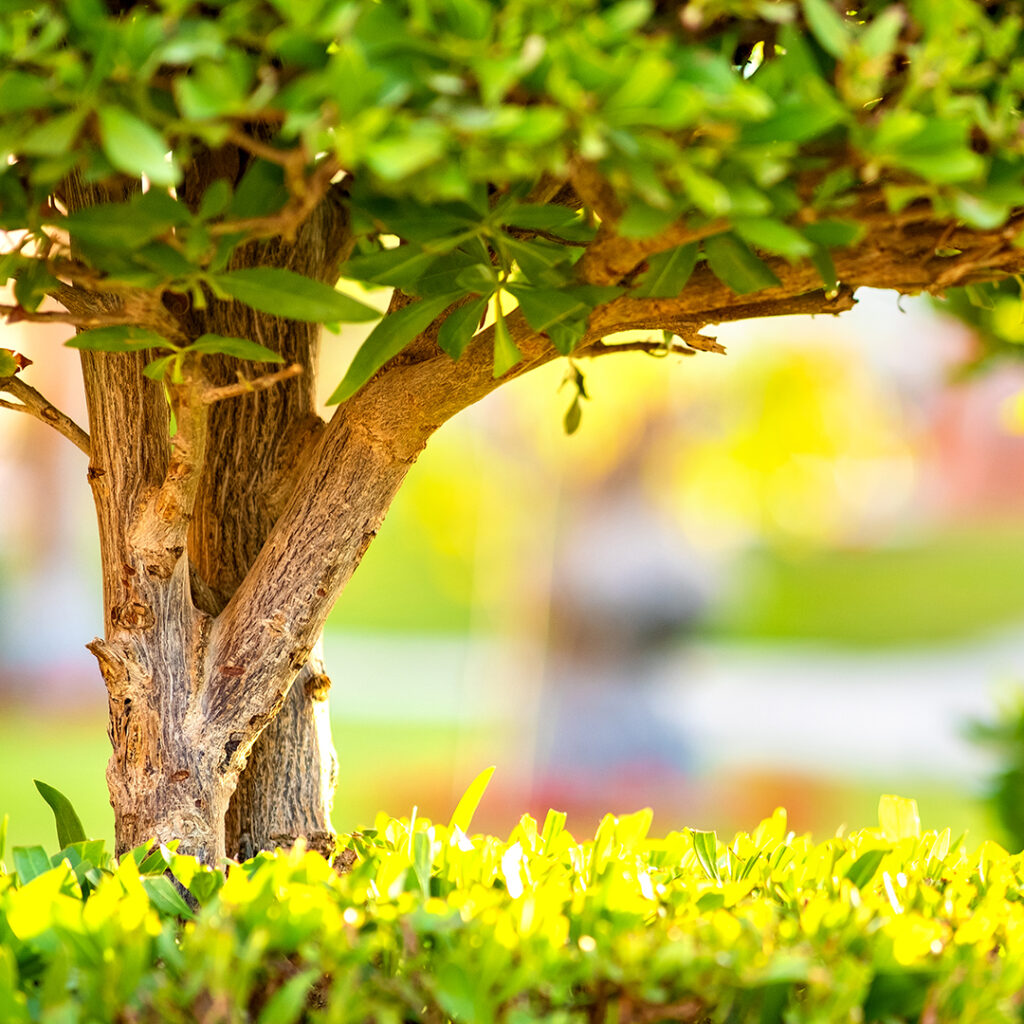 Wingards Collection Fert Treesshrubs Thumb