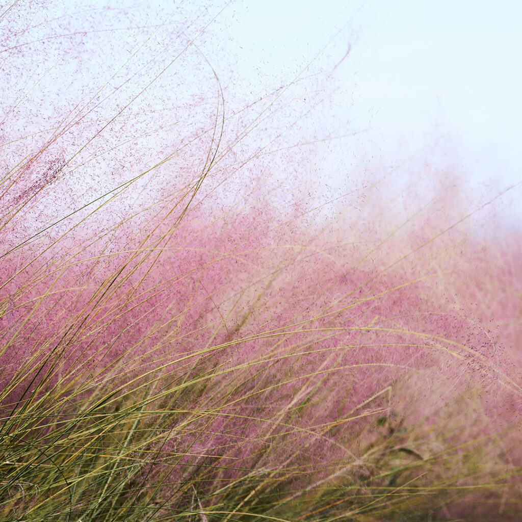 Wingards Collection Native Grasses