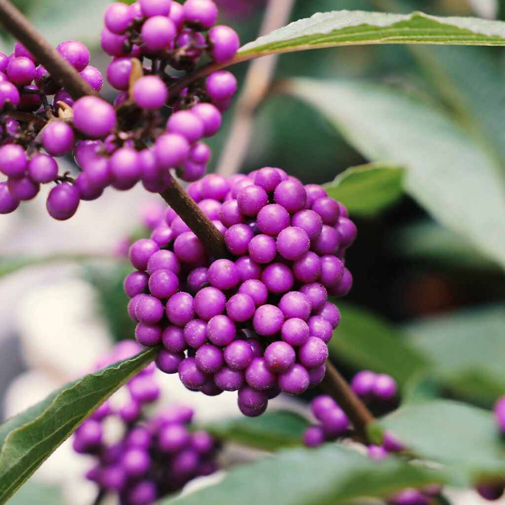 Wingards Collection Native Shrub Thumbnail