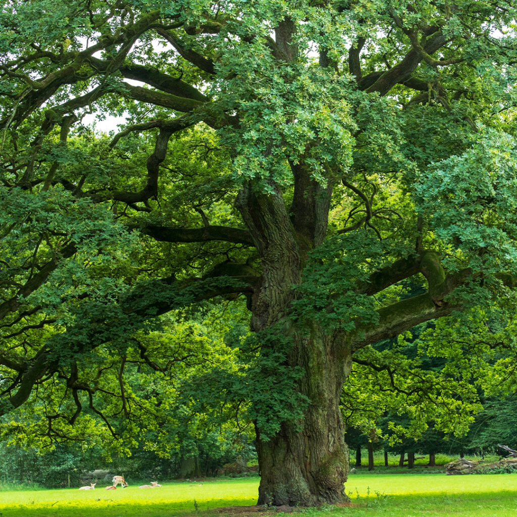 Wingards Collection Trees Thumbnail