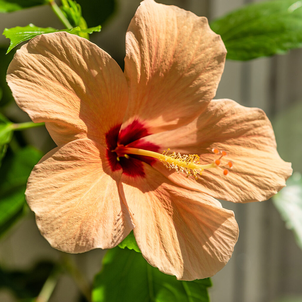 Wingard's Tropical Plant Collection