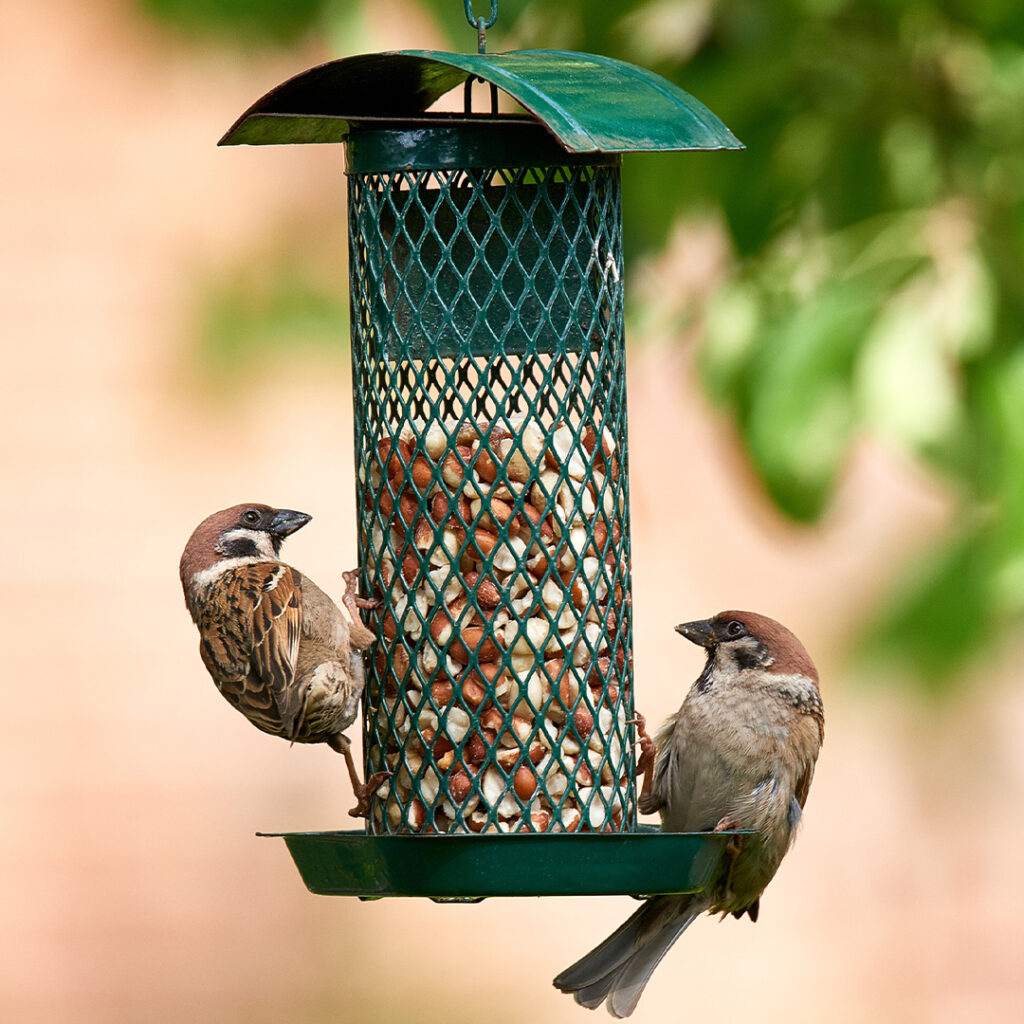 Wingards Collection Wildbird Feeder Thumb