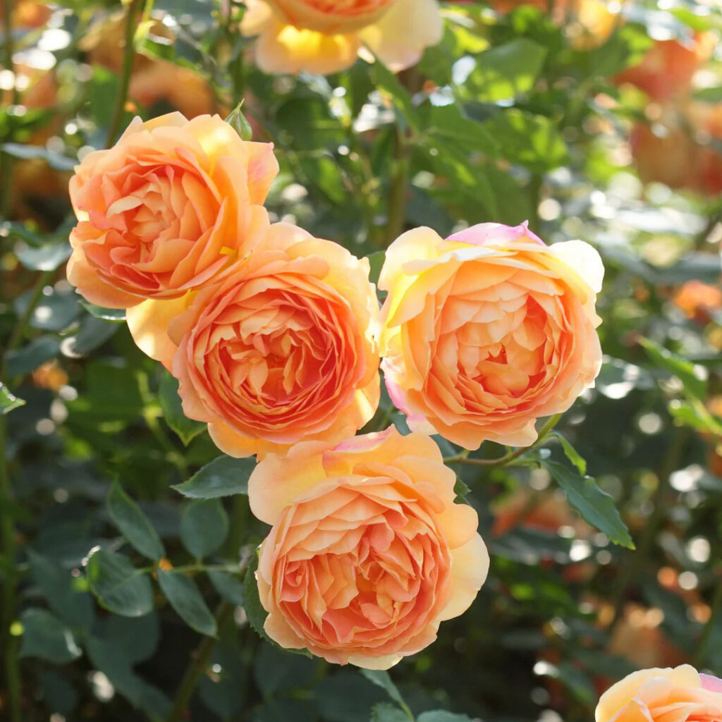 Wingards Collections Roses Davidaustin Thumbnail