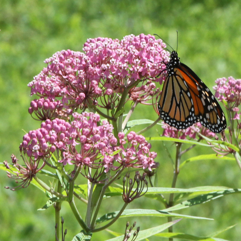 Milkweed