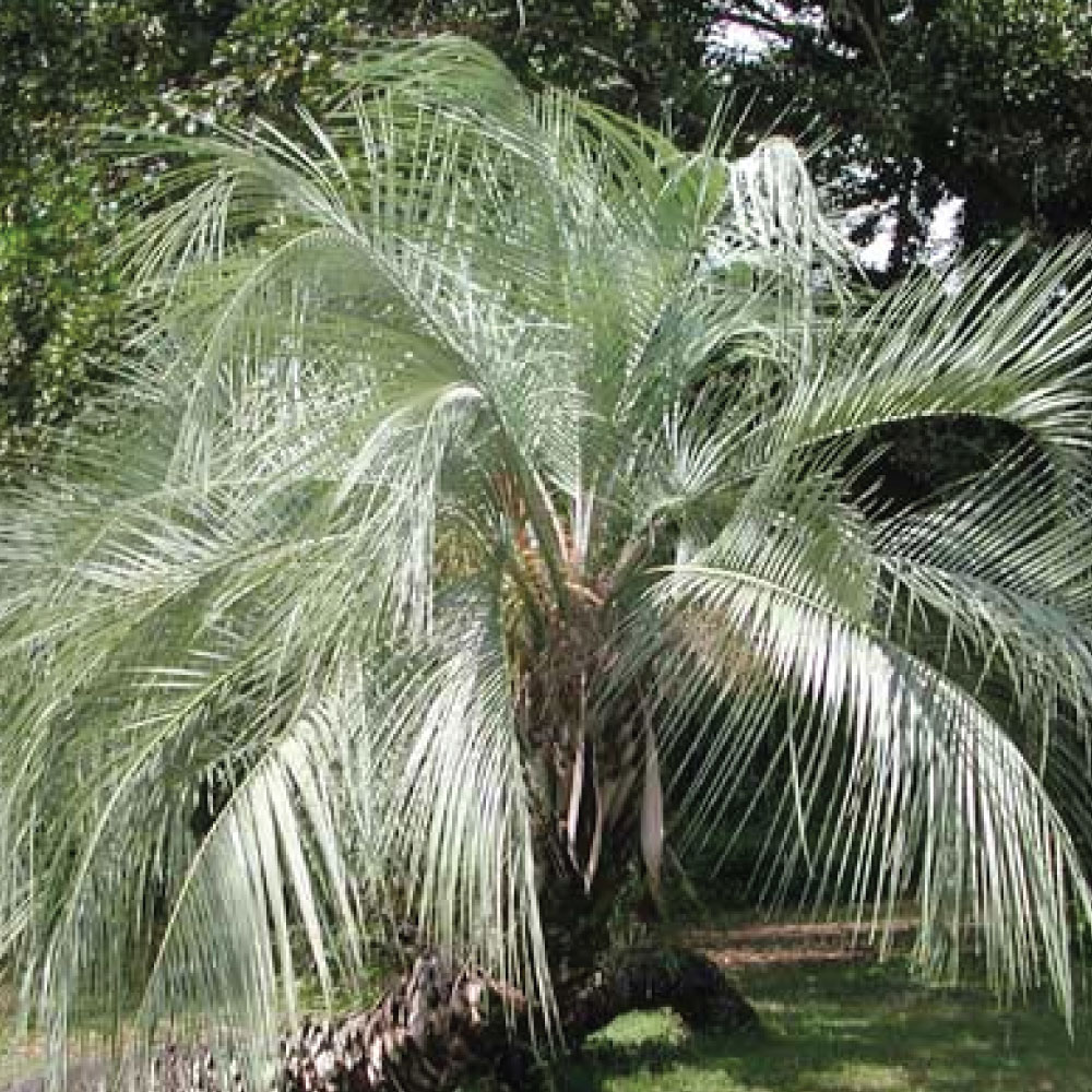 Pindo Palm