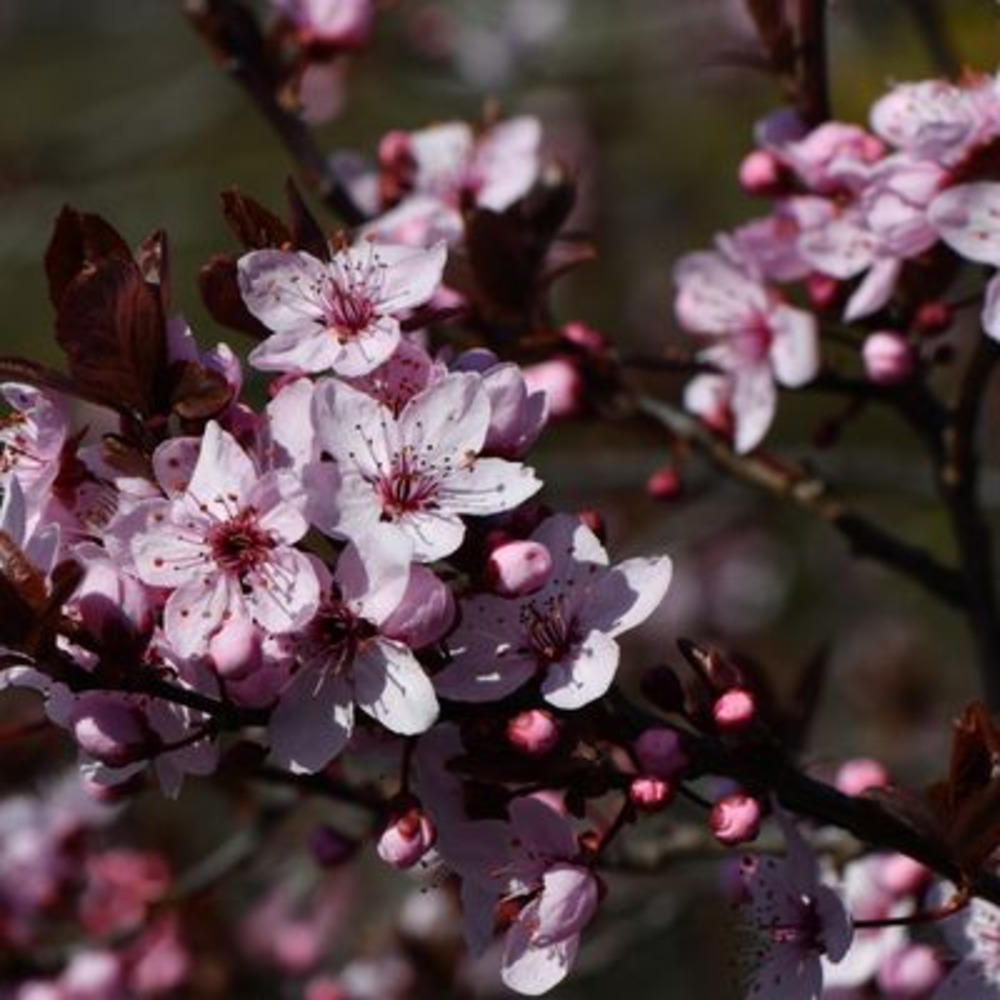 Purple Leaf Plum