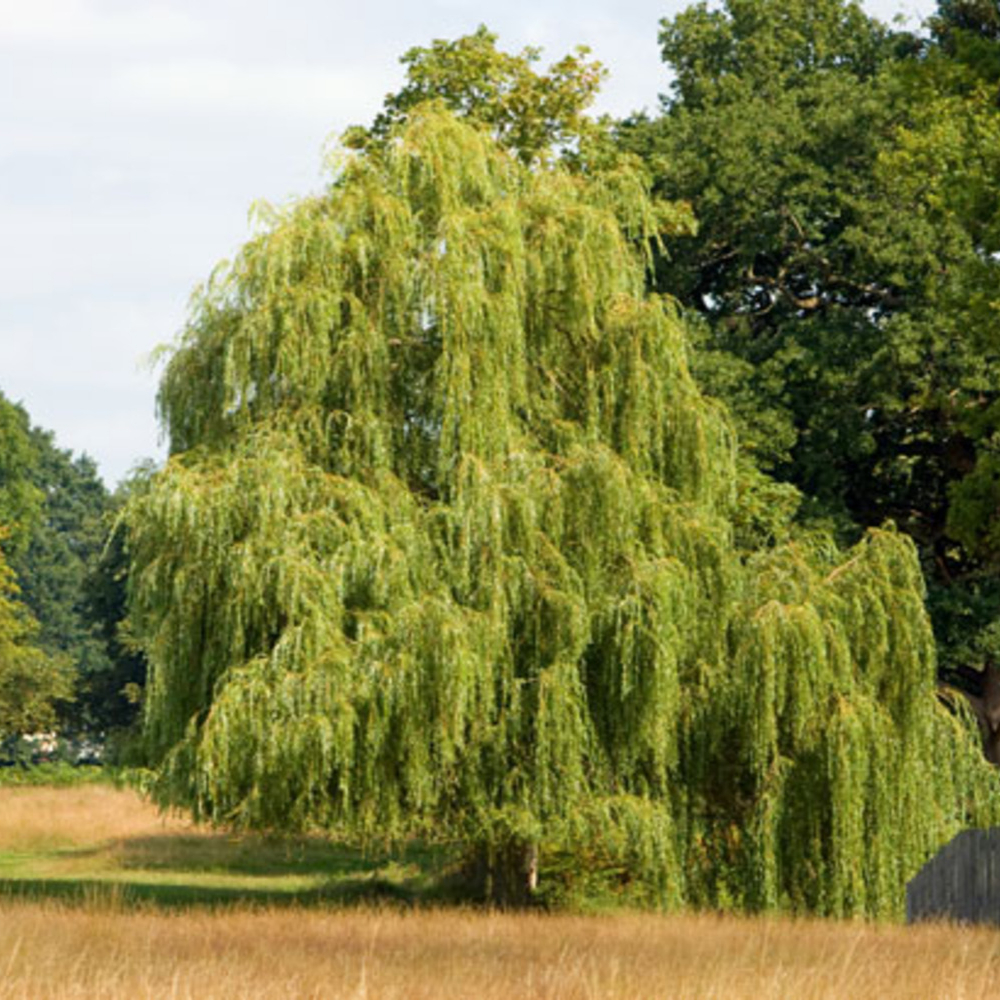 Weeping Willow