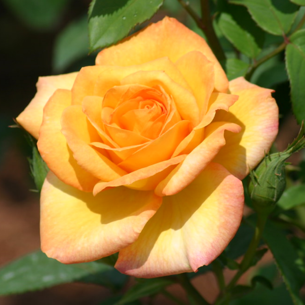 Wingards Collections Grandiflora